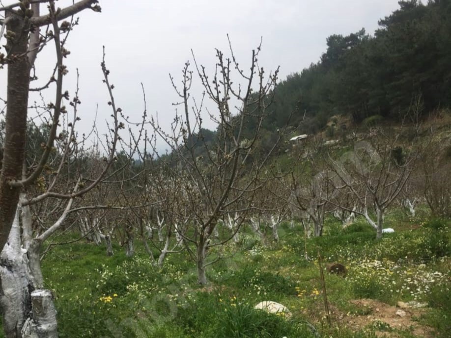 Çınar Gayrimenkul